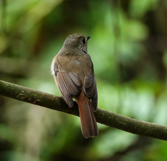 Cyornis rubeculoides