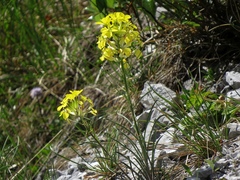 Erysimum sylvestre