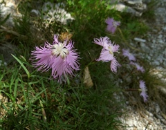 Dianthus sternbergii