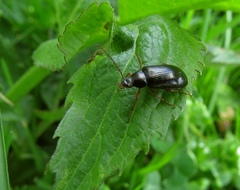 Gonodera luperus
