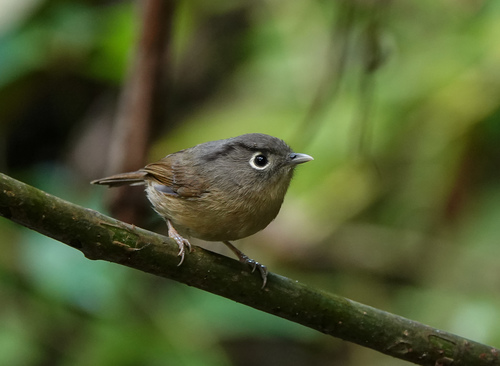 Nepal Fulvetta (Alcippe nipalensis), photo 2