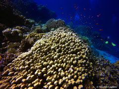 Porites nodifera