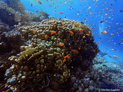 Goniastrea stelligera