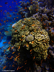 Goniastrea stelligera