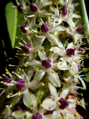 Eucomis comosa