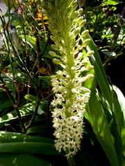 Eucomis comosa