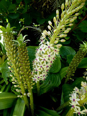 Eucomis comosa
