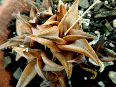 Haworthiopsis tessellata