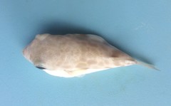 Contusus brevicaudus