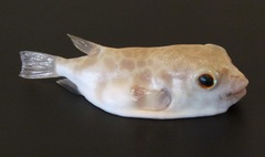 Contusus brevicaudus