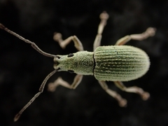 Myllocerina