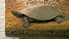 Phrynops williamsi