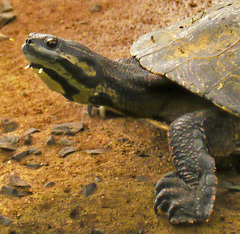 Phrynops williamsi