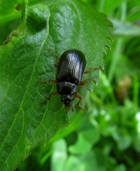 Gonodera luperus