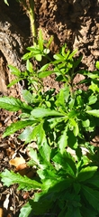 Angiospermae