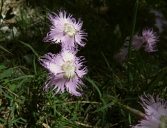 Dianthus sternbergii