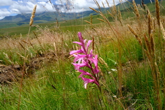 Disa pulchra