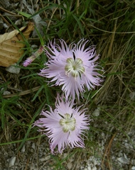 Dianthus sternbergii