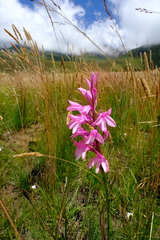 Disa pulchra