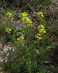 Erysimum sylvestre