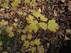 Ribes maximoviczianum