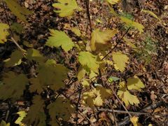 Ribes maximoviczianum