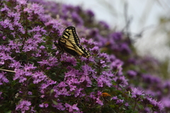 Thymus reverdattoanus
