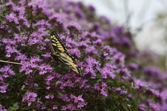 Thymus reverdattoanus