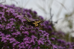 Thymus reverdattoanus