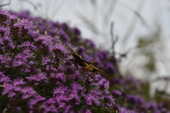 Thymus reverdattoanus