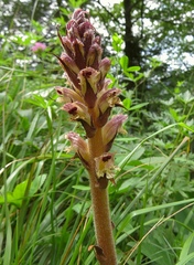 Orobanche reticulata