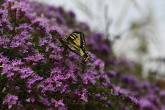 Thymus reverdattoanus