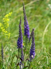 Veronica barrelieri