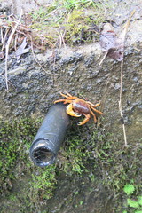 Geothelphusa dehaani