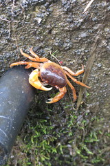 Geothelphusa dehaani