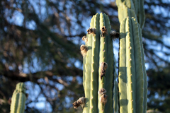 Trichocereus macrogonus