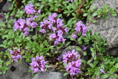 Thymus reverdattoanus