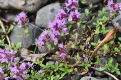Thymus reverdattoanus