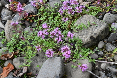 Thymus reverdattoanus