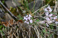 Thymus reverdattoanus
