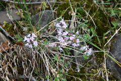 Thymus reverdattoanus