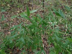 Artemisia sylvatica