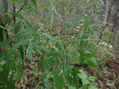 Artemisia sylvatica