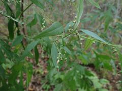 Artemisia sylvatica