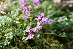 Thymus reverdattoanus