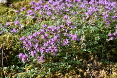 Thymus reverdattoanus