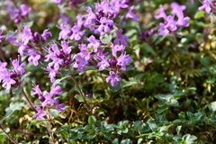 Thymus reverdattoanus
