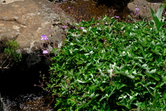 Geranium pulchrum