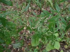 Artemisia sylvatica