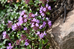 Thymus reverdattoanus